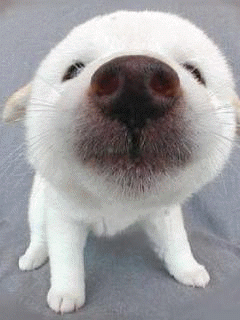 Funny Screensavers 0118